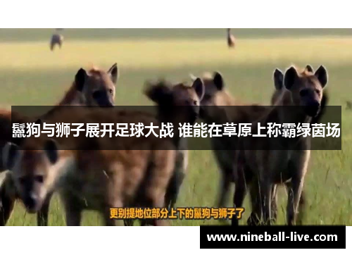 鬣狗与狮子展开足球大战 谁能在草原上称霸绿茵场